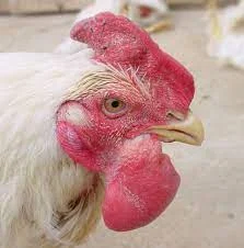 Close-up of a rooster’s head